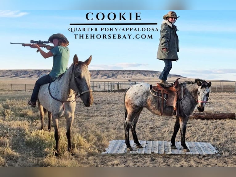 Appaloosa Mare 3 years 13,3 hh Gray in Great Falls, MT