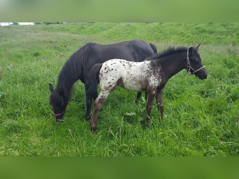 Appaloosa Mix Mare 3 years 13,3 hh Leopard-Piebald in Georgsmarienh&#xFC;tte