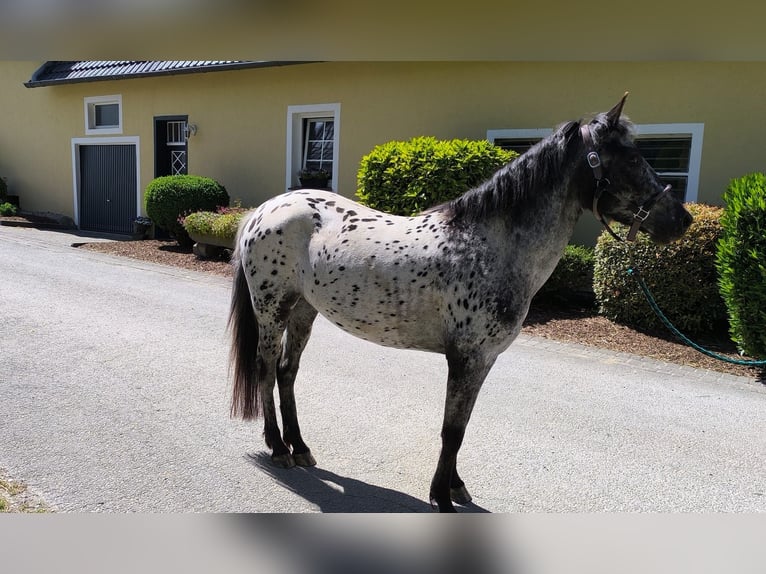 Appaloosa Mix Mare 3 years 13,3 hh Leopard-Piebald in Georgsmarienh&#xFC;tte