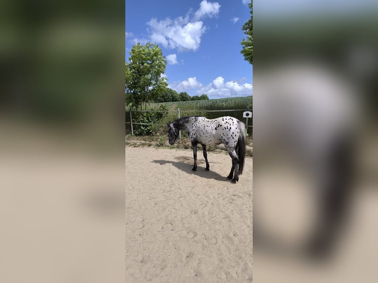 Appaloosa Mix Mare 3 years 13,3 hh Leopard-Piebald in Georgsmarienh&#xFC;tte