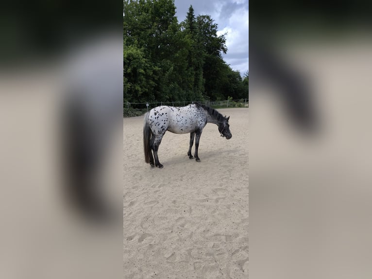 Appaloosa Mix Mare 3 years 13,3 hh Leopard-Piebald in Georgsmarienh&#xFC;tte