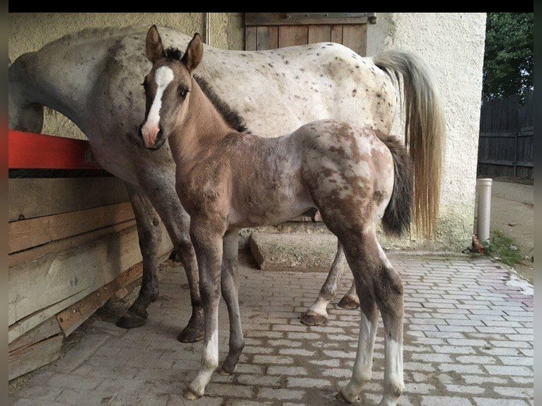 Appaloosa Mare 3 years 14,3 hh Grullo in Beratzhausen