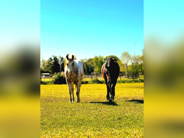 Appaloosa Mare 3 years 14.3 hh Leopard-Piebald in Brielle