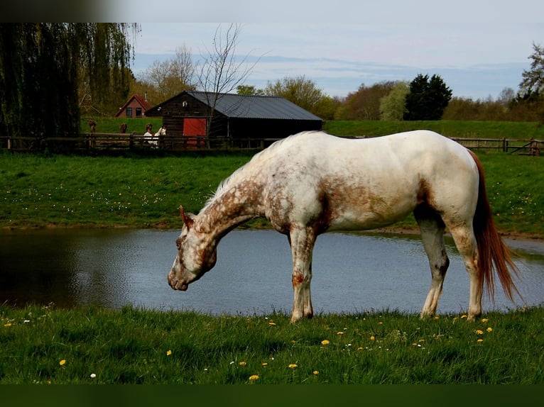 Appaloosa Mare 3 years 14.3 hh Leopard-Piebald in Brielle