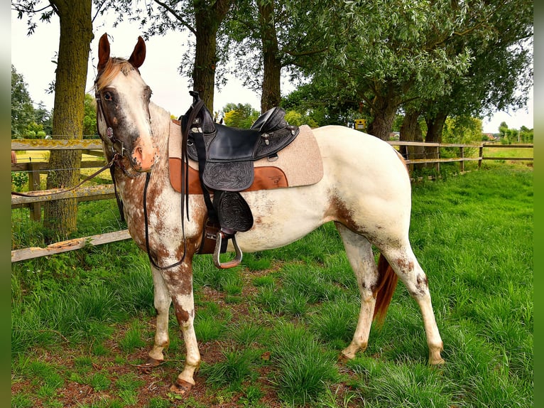 Appaloosa Mare 3 years 14.3 hh Leopard-Piebald in Brielle