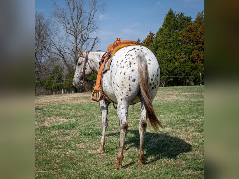 Appaloosa Mare 3 years 14,1 hh Chestnut in Greenville Ky