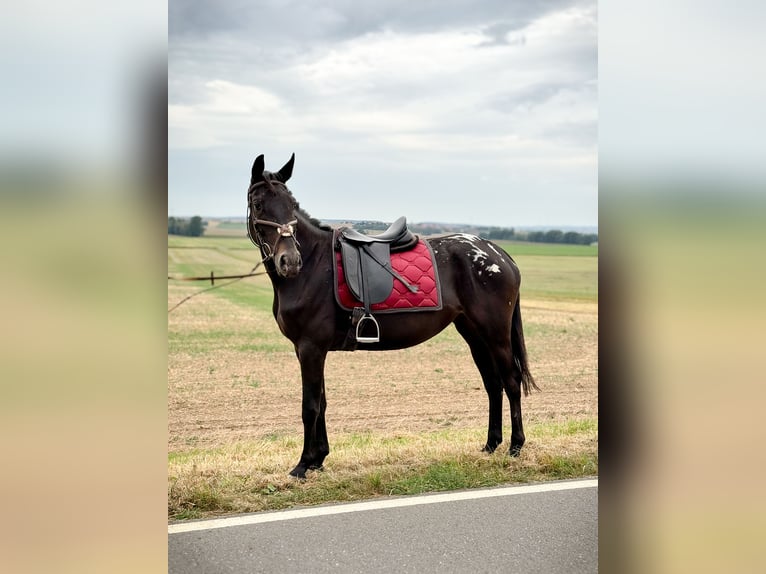 Appaloosa Mare 3 years 15,1 hh Black in Wülperode