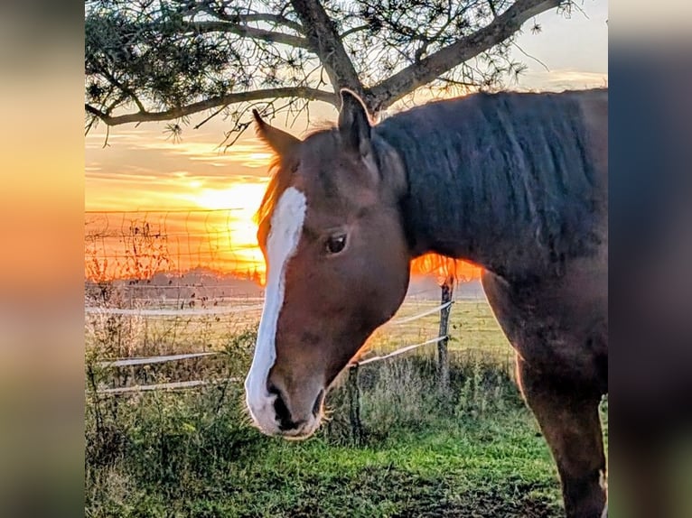 Appaloosa Mare 3 years 15,1 hh Brown in Jerichow