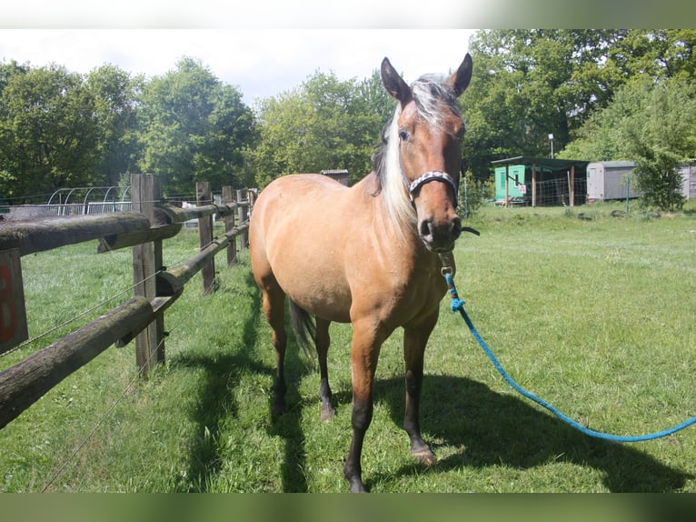 Appaloosa Mare 3 years 15.1 hh Dun in Gnarrenburg