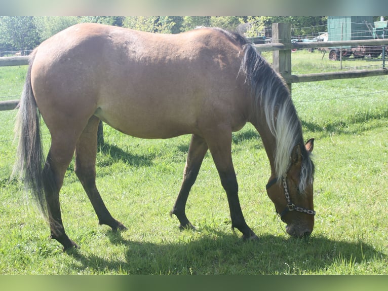 Appaloosa Mare 3 years 15.1 hh Dun in Gnarrenburg