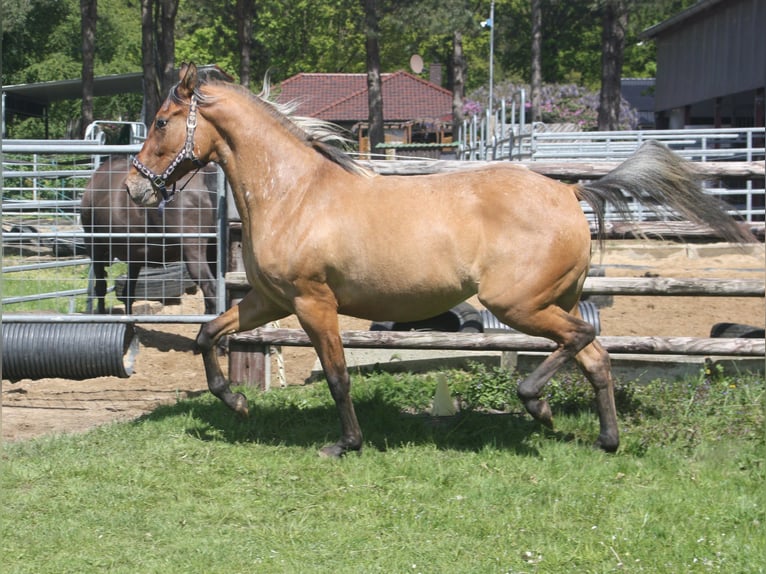 Appaloosa Mare 3 years 15.1 hh Dun in Gnarrenburg