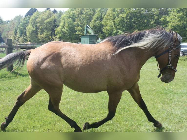 Appaloosa Mare 3 years 15.1 hh Dun in Gnarrenburg