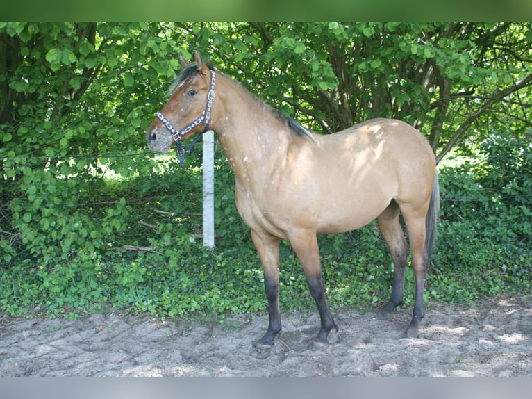Appaloosa Mare 3 years 15.1 hh Dun in Gnarrenburg