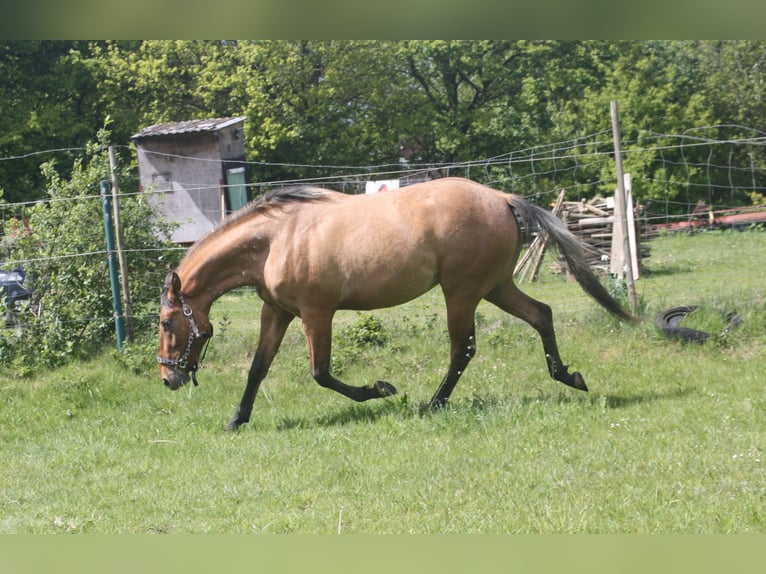 Appaloosa Mare 3 years 15.1 hh Dun in Gnarrenburg