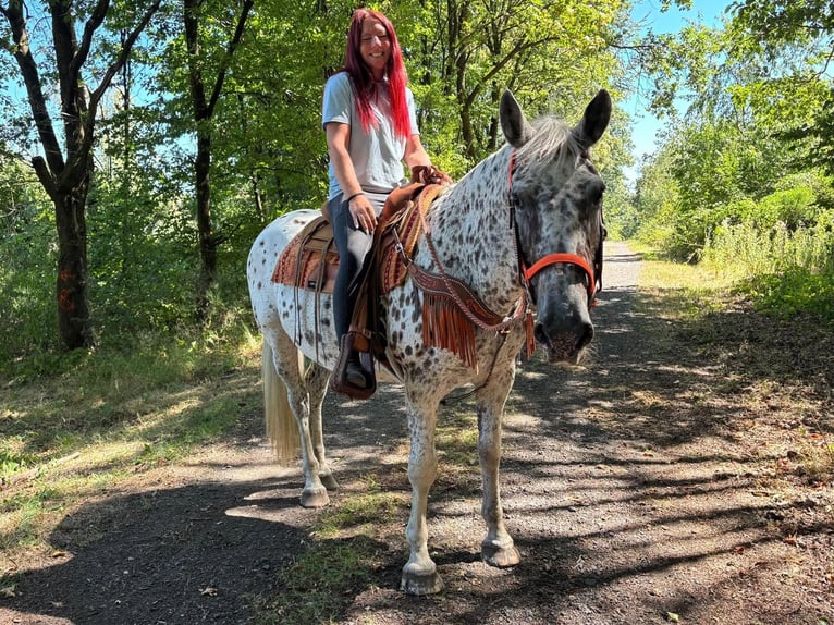 Appaloosa Mix Mare 3 years 15.1 hh Leopard-Piebald in Linkenbach