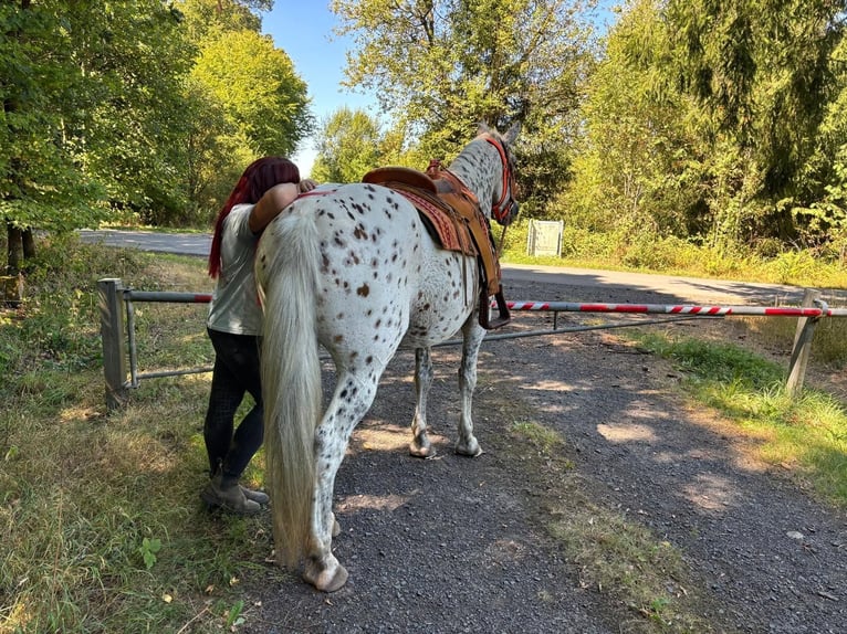 Appaloosa Mix Mare 3 years 15.1 hh Leopard-Piebald in Linkenbach