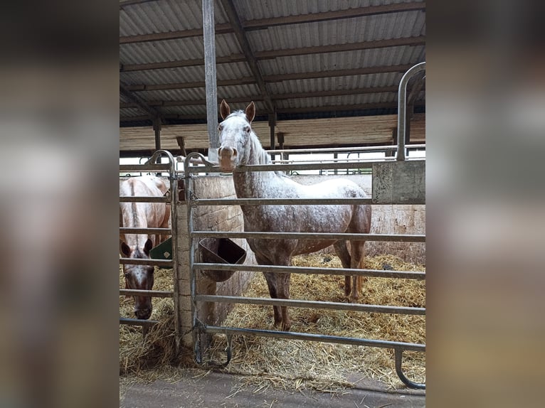 Appaloosa Mare 3 years 15,2 hh Leopard-Piebald in Gangelt