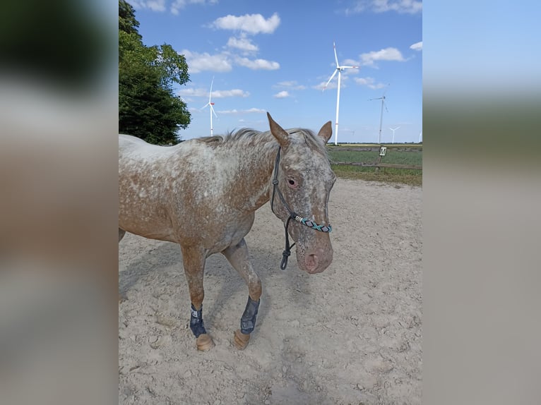 Appaloosa Mare 3 years 15,2 hh Leopard-Piebald in Gangelt