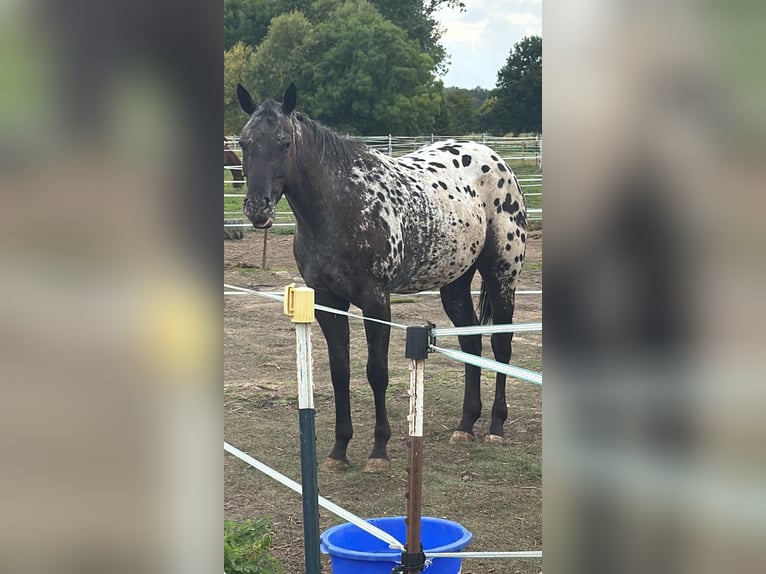 Appaloosa Mare 3 years 15,1 hh Black in Stadthagen