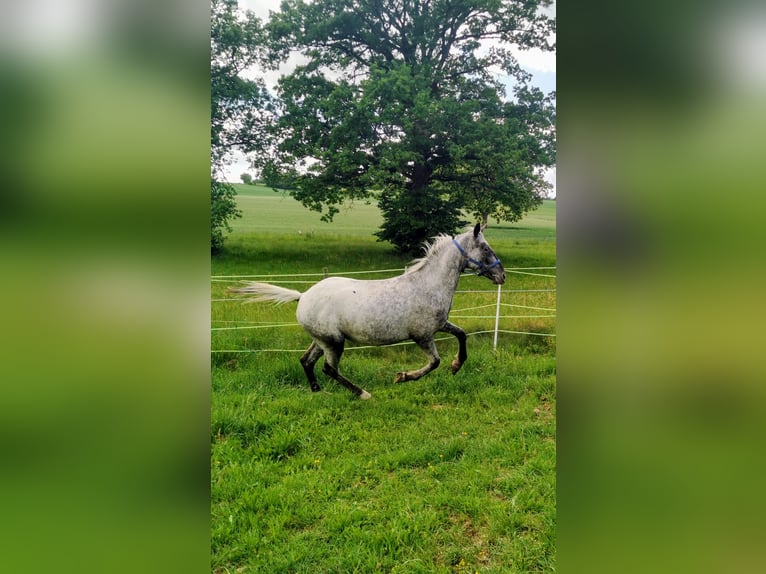 Appaloosa Mix Mare 3 years 15,2 hh Roan-Blue in Neuenmarkt
