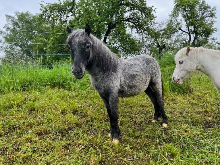 Appaloosa Mare 3 years 7,1 hh Grey-Dapple in Pei&#xDF;enberg