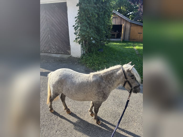 Appaloosa Mare 3 years 7,1 hh Grey-Dapple in Pei&#xDF;enberg