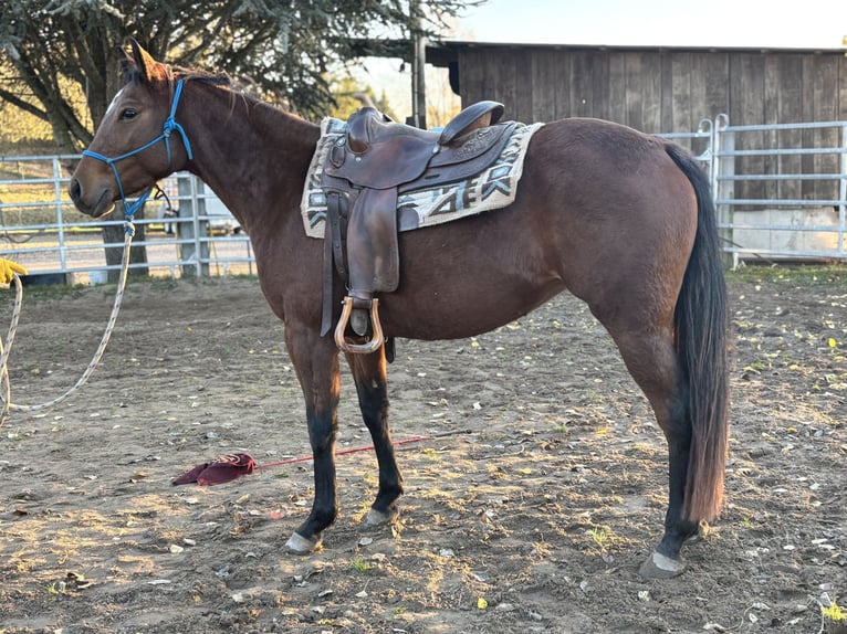 Appaloosa Mare 3 years Brown in Berga-W&#xFC;nschendorf