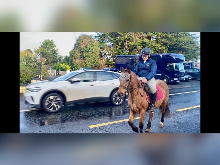 Appaloosa Mare 4 years 12,2 hh Roan-Red in Sligo