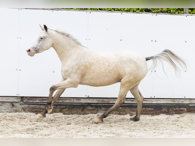 Appaloosa Mare 4 years 13.1 hh Palomino in Waddinxveen