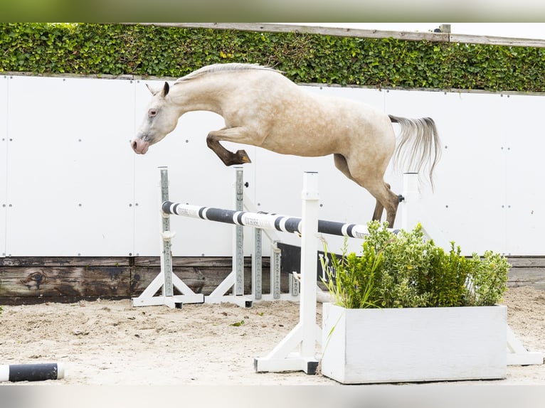 Appaloosa Mare 4 years 13.1 hh Palomino in Waddinxveen