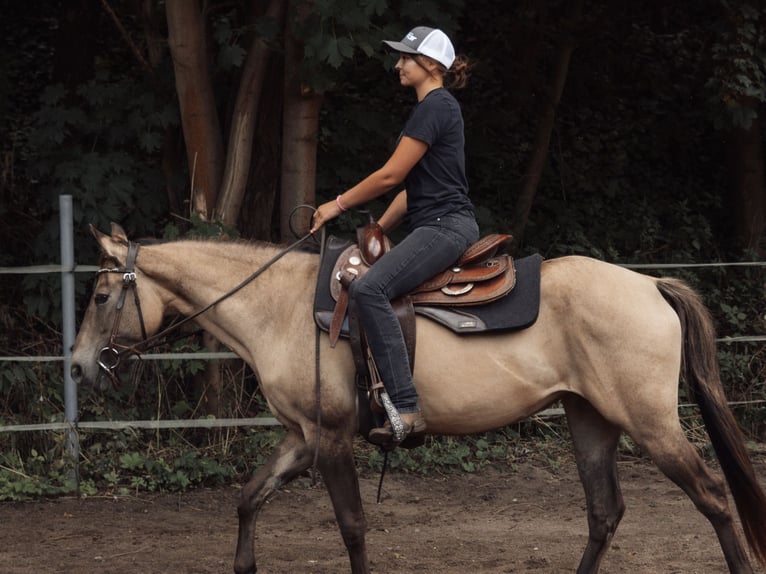 Appaloosa Mare 4 years 14.1 hh Buckskin in Rechenberg-Bienenmühle
