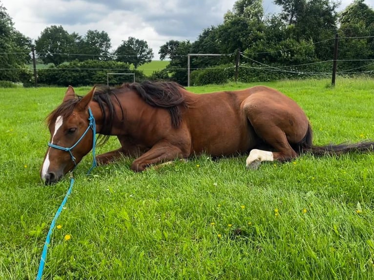 Appaloosa Mare 4 years 14,1 hh Chestnut-Red in Willebadessen