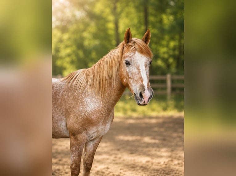 Appaloosa Mix Mare 4 years 14.1 hh  in Klagenfurt