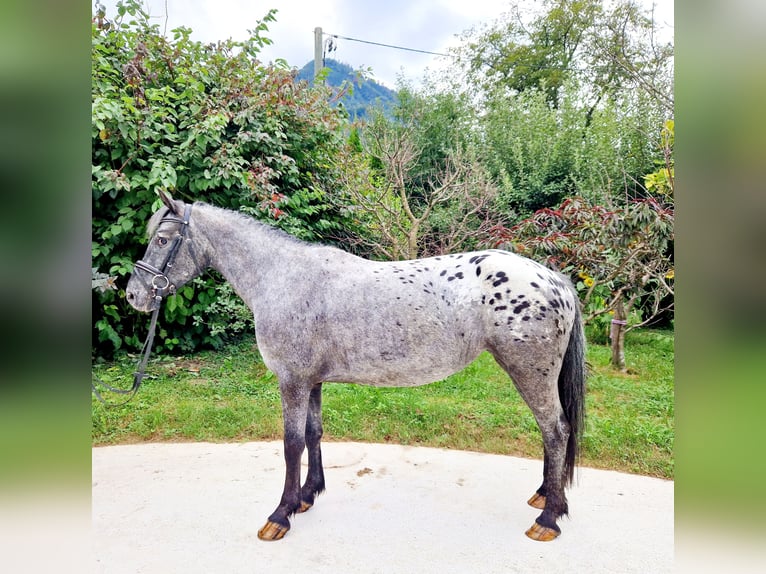 Appaloosa Mare 4 years 14,1 hh Leopard-Piebald in Gummern