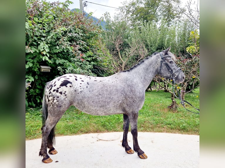 Appaloosa Mare 4 years 14,1 hh Leopard-Piebald in Gummern