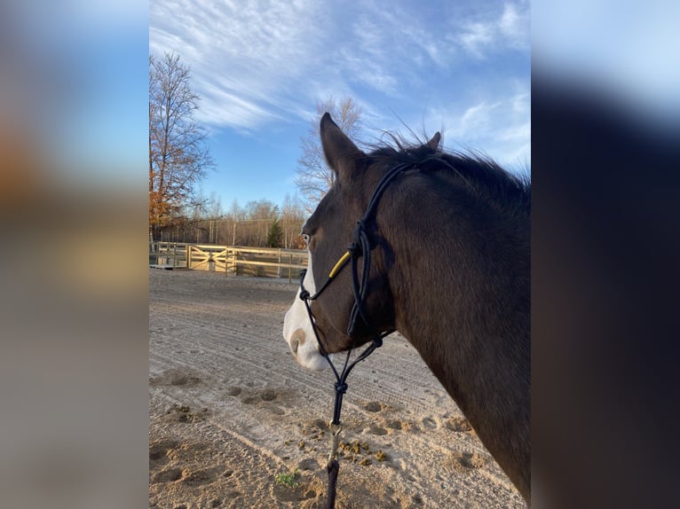 Appaloosa Mare 4 years 14,1 hh in Hallabro