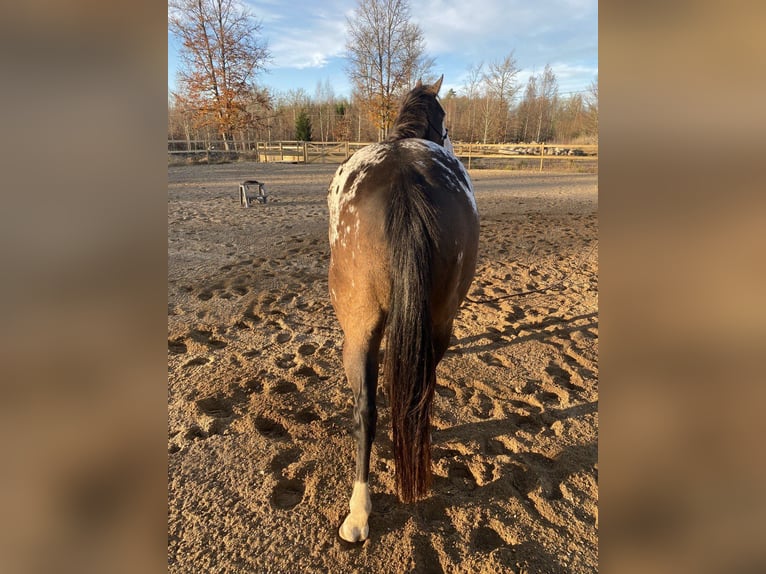 Appaloosa Mare 4 years 14,1 hh in Hallabro