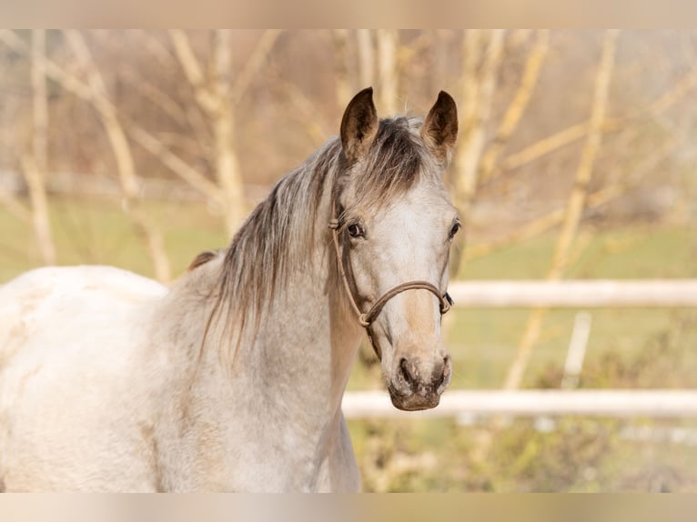 Appaloosa Mix Mare 4 years 14.2 hh Buckskin in Holzappel