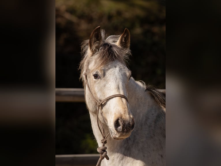 Appaloosa Mix Mare 4 years 14.2 hh Buckskin in Holzappel