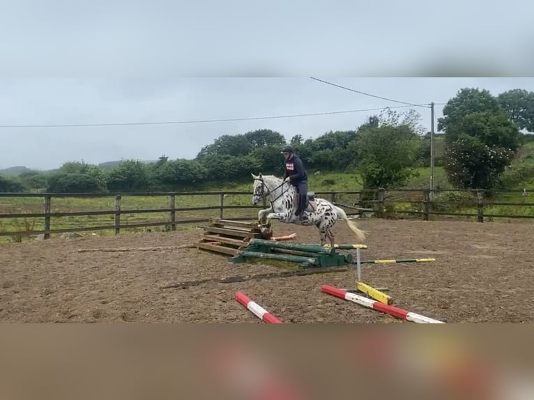 Appaloosa Mare 4 years 14,2 hh Leopard-Piebald in Sligo