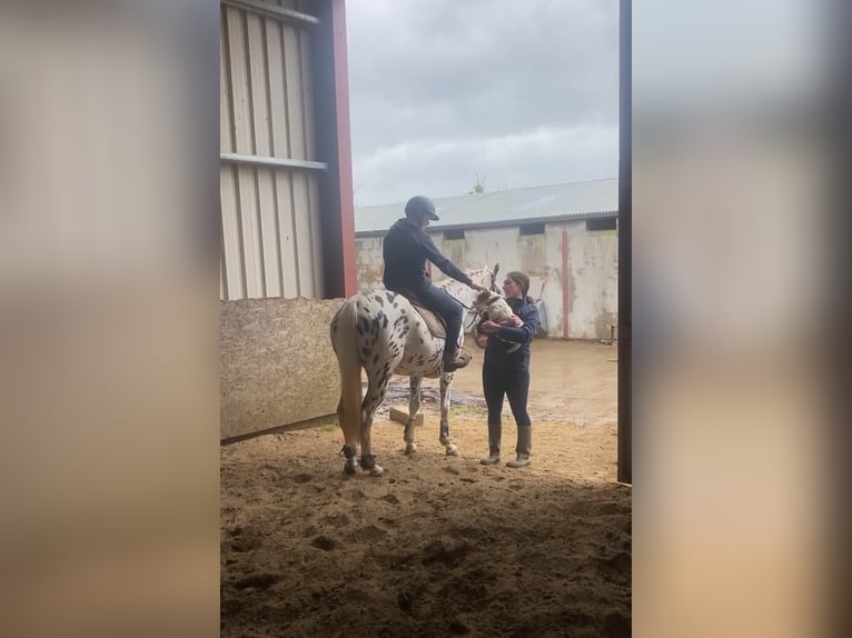 Appaloosa Mare 4 years 14,2 hh Leopard-Piebald in Sligo