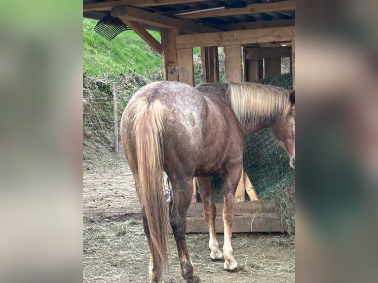 Appaloosa Mare 4 years 14.3 hh Chestnut-Red in RechCassel