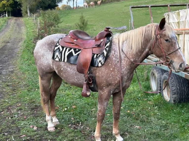 Appaloosa Mare 4 years 14.3 hh Chestnut-Red in RechCassel
