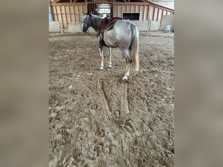 Appaloosa Mare 4 years 14.3 hh Chestnut-Red in RechCassel