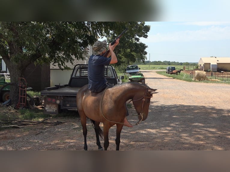 Appaloosa Mix Mare 4 years 14 hh Bay in Perkins