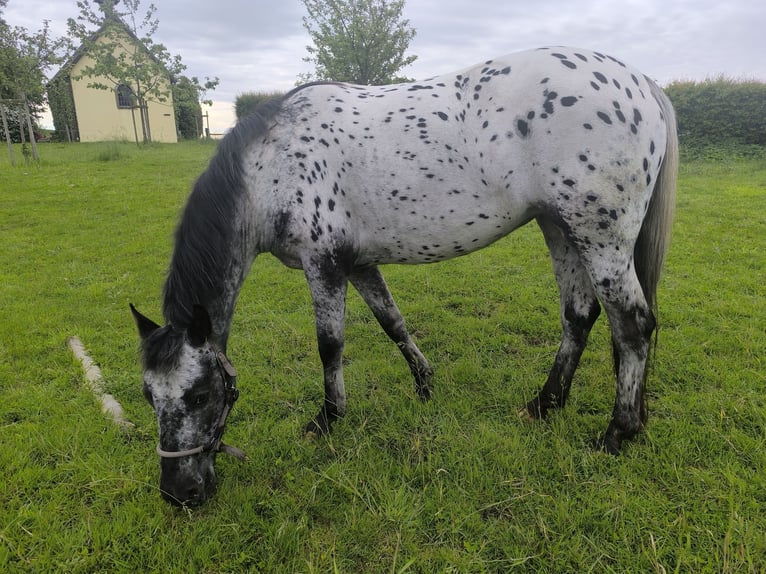 Appaloosa Mix Mare 4 years 14 hh Leopard-Piebald in Georgsmarienhütte