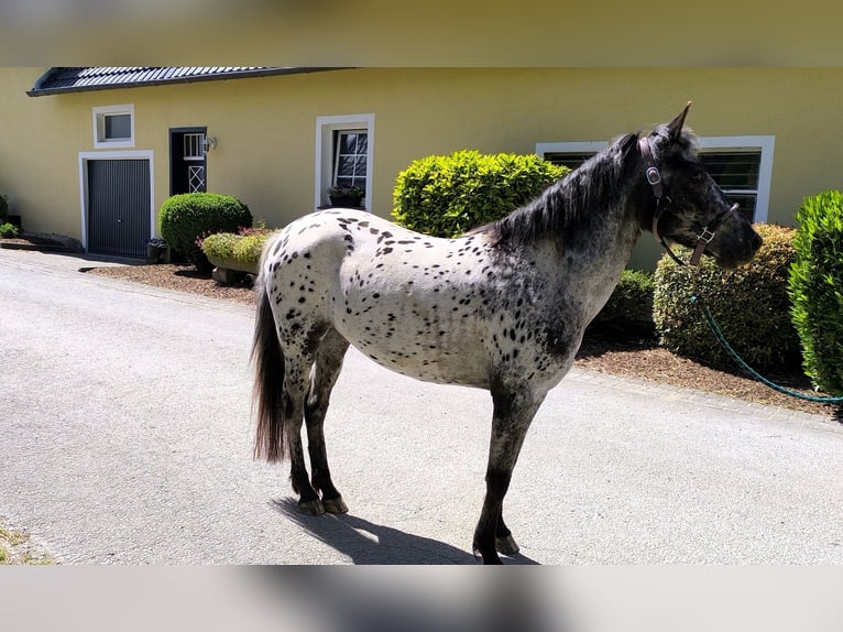 Appaloosa Mix Mare 4 years 14 hh Leopard-Piebald in Georgsmarienhütte