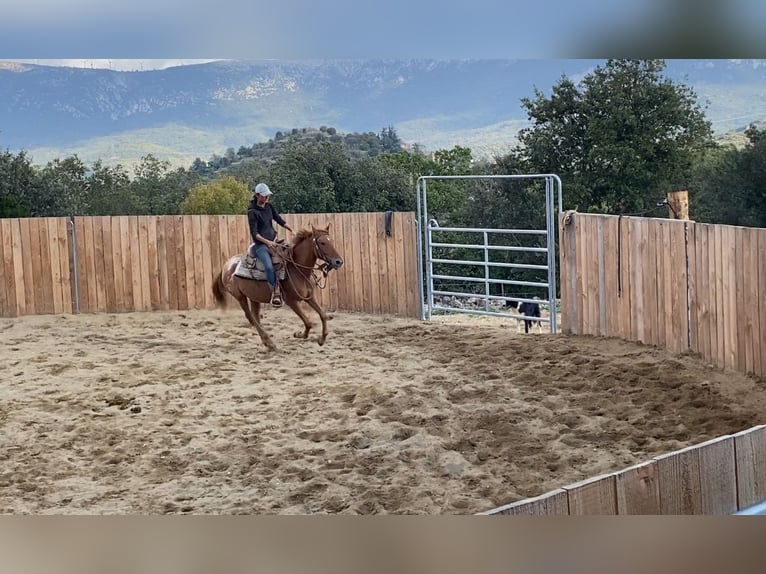Appaloosa Mare 4 years 14,1 hh in Zerf