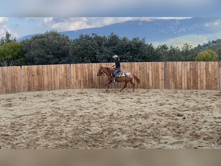 Appaloosa Mare 4 years 14,1 hh in Zerf