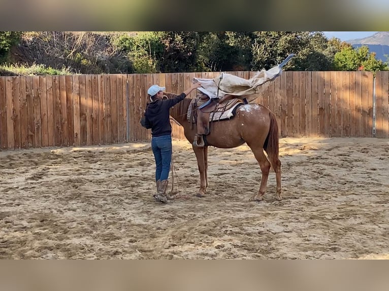 Appaloosa Mare 4 years 14,1 hh in Zerf